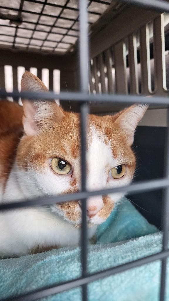 Tom, gato de porte grande para adoção em São Paulo - SP