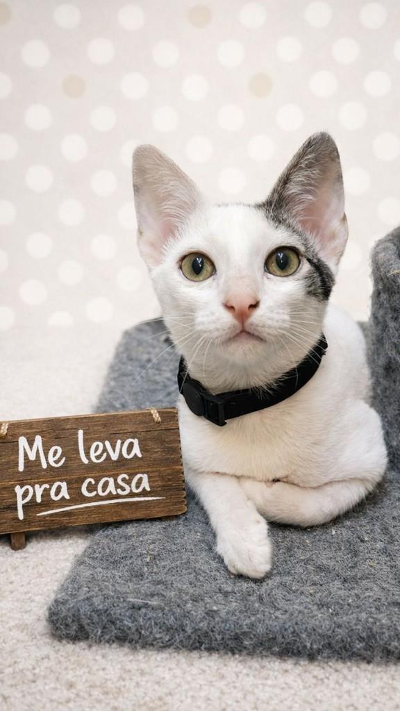 Macadâmia, gato de porte pequeno para adoção em São Paulo - SP