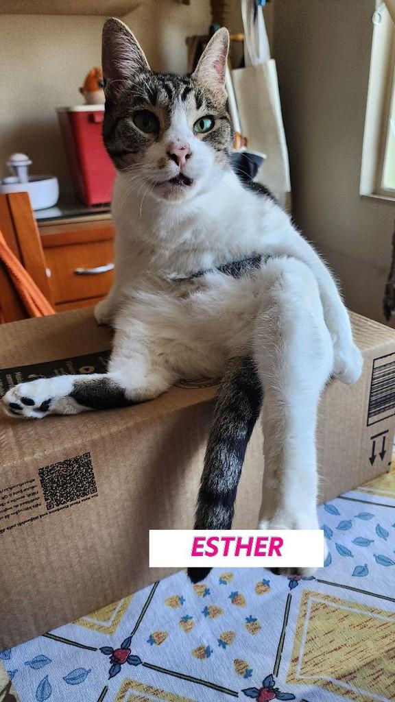 Esther, gato de porte médio para adoção em São Paulo - SP
