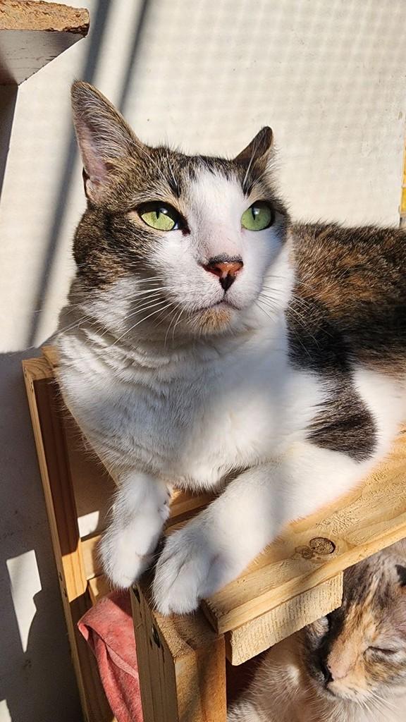 Arthur, gato de porte pequeno para adoção em São Paulo - SP