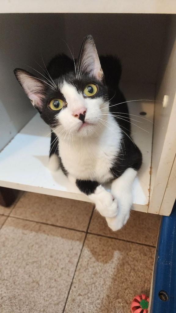 Pinoli, gato para adoção em São Paulo - SP