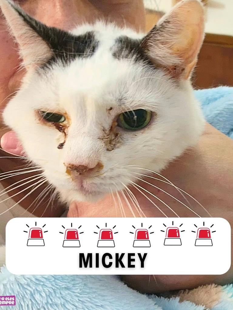 Mickey, gato de porte pequeno para adoção em São Paulo - SP
