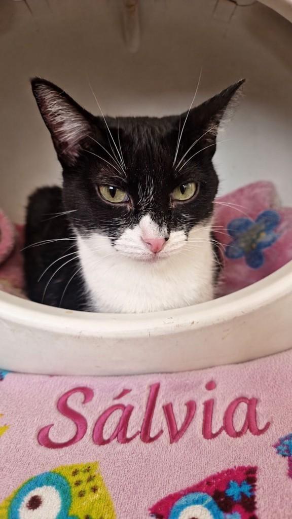 Sálvia, gata de porte pequeno para adoção em São Paulo - SP