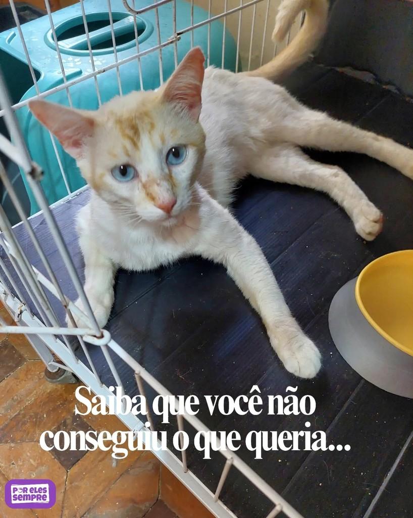 Pingolino, gato de porte médio para adoção em São Paulo - SP