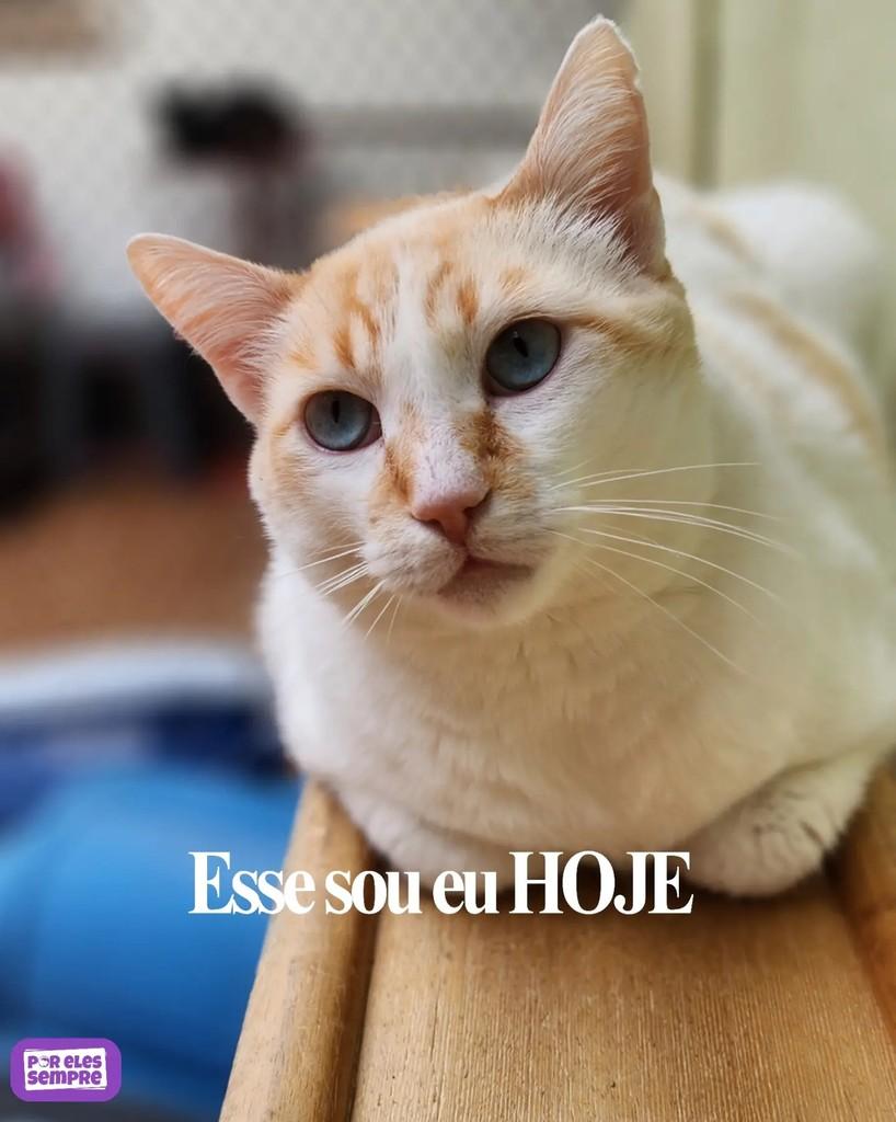 Pingolino, gato de porte médio para adoção em São Paulo - SP — foto 2 de 3