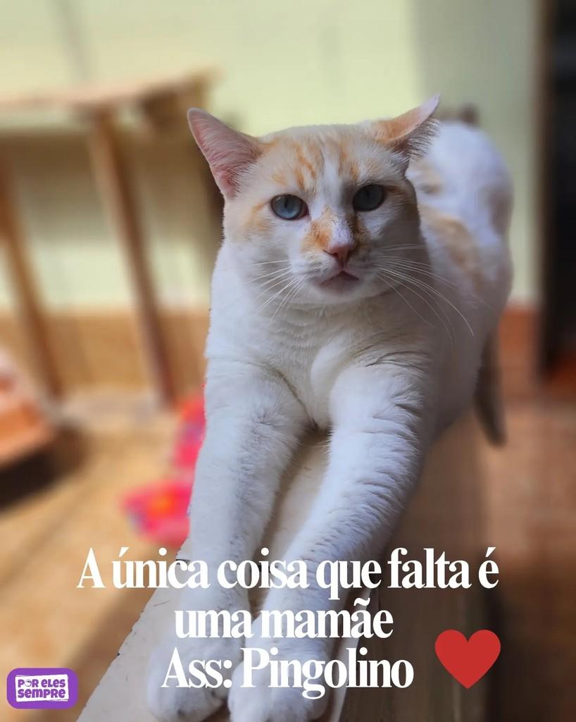 Pingolino, gato de porte médio para adoção em São Paulo - SP — foto 3 de 3
