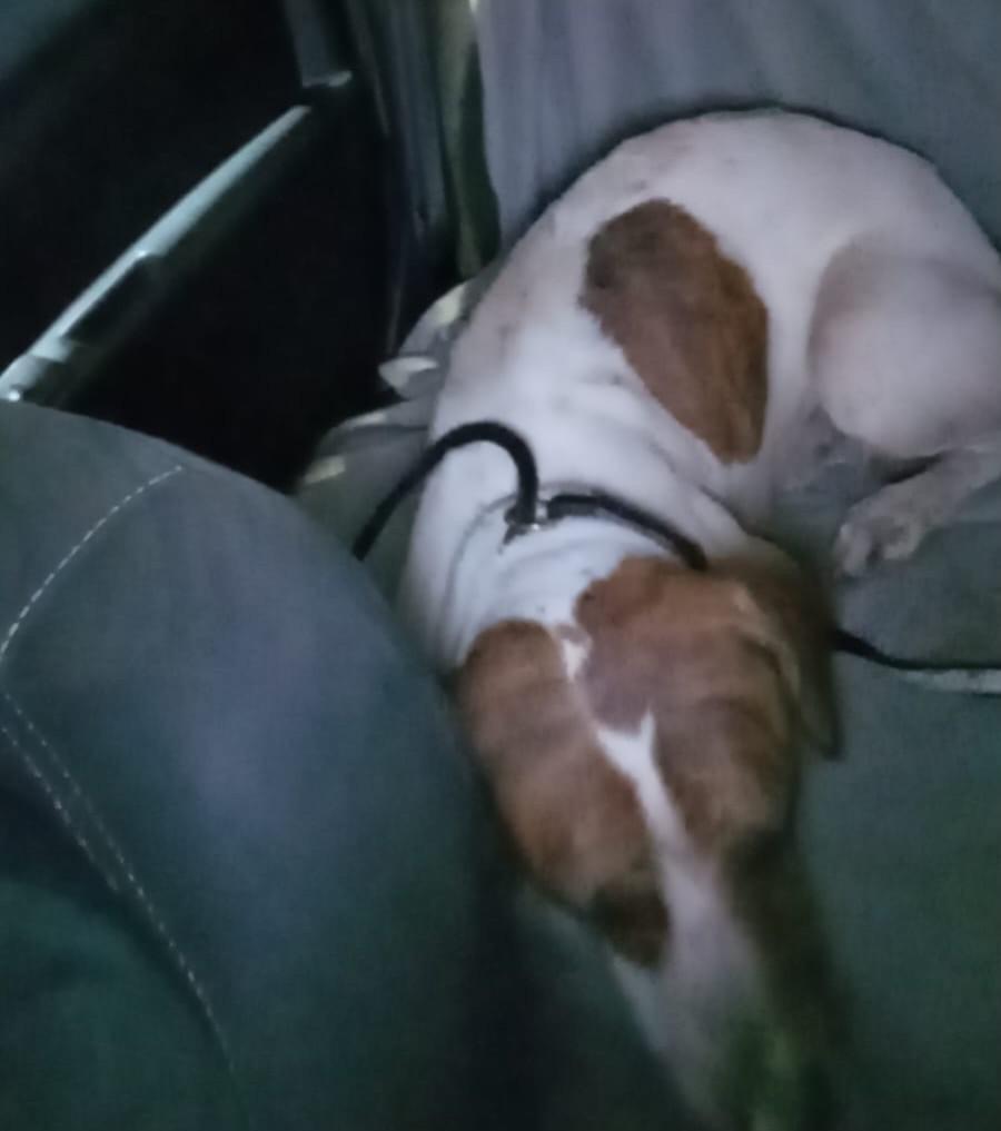 Pitoco, cachorro de porte médio para adoção em Santos - SP