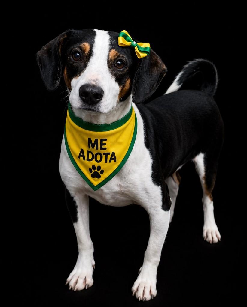 Vesti, cachorro de porte pequeno para adoção em Cubatão - SP