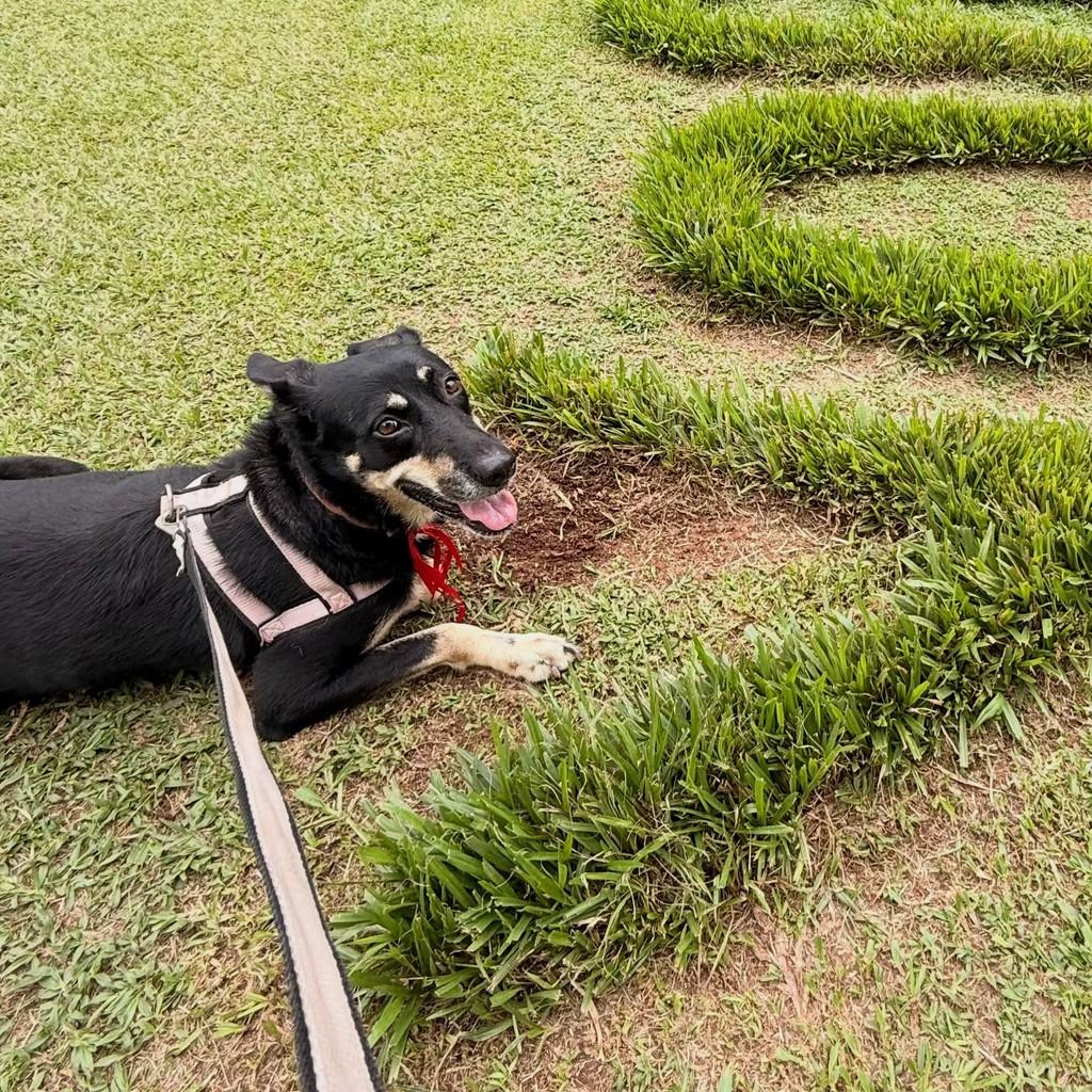 Kiara, cadela de porte médio para adoção em Santos - SP