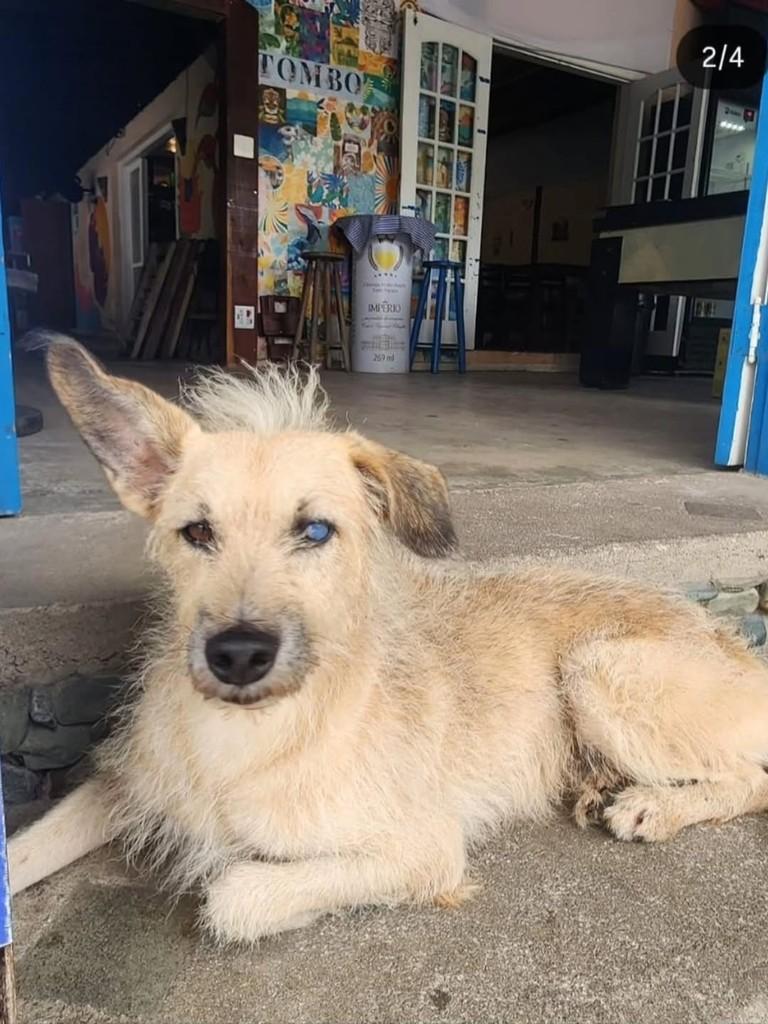 Fiapinho, cachorro de porte médio para adoção em Guarujá - SP