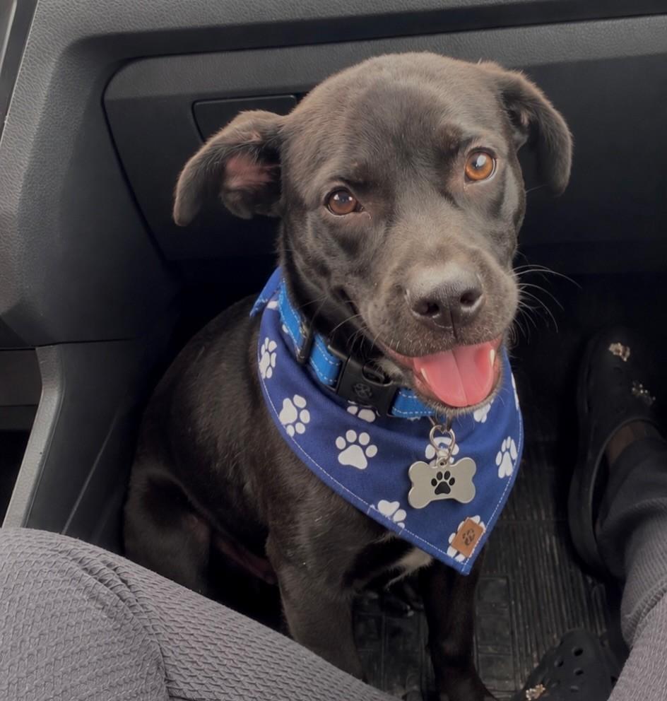 Lucky, cachorro de porte médio para adoção em Santos - SP