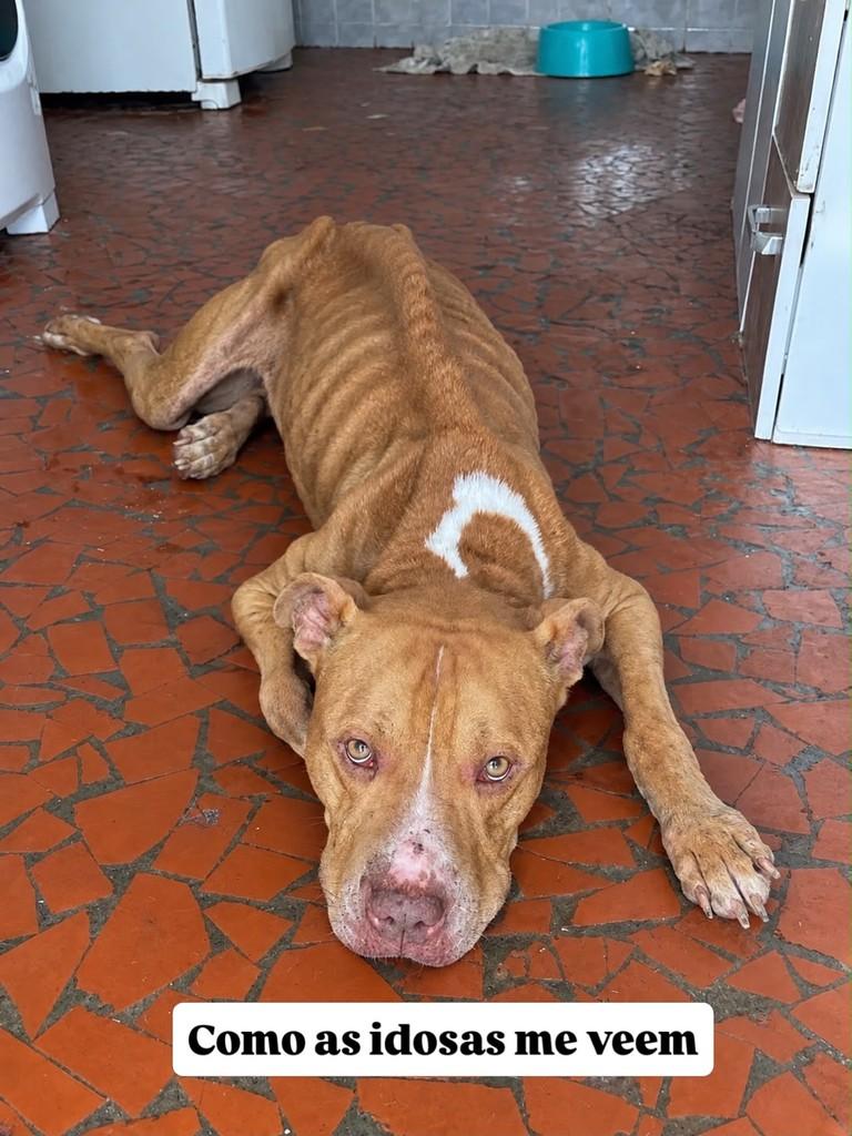 Seninha, cachorro de porte médio para adoção em Santos - SP