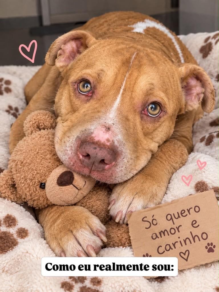 Seninha, cachorro de porte médio para adoção em Santos - SP — foto 4 de 4