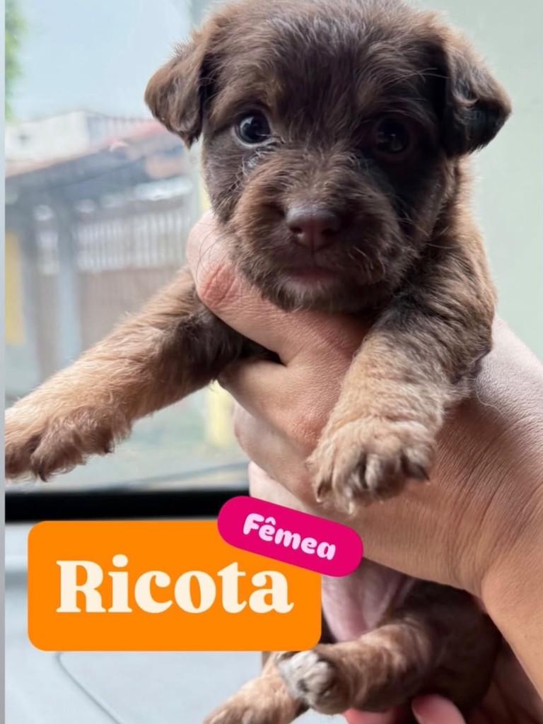 Fiapo de Manga, cachorro de porte pequeno para adoção em Santos - SP