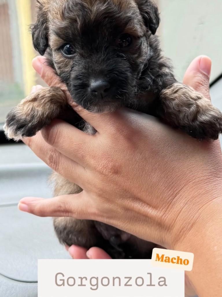 Fiapo de Manga, cachorro de porte pequeno para adoção em Santos - SP — foto 2 de 3