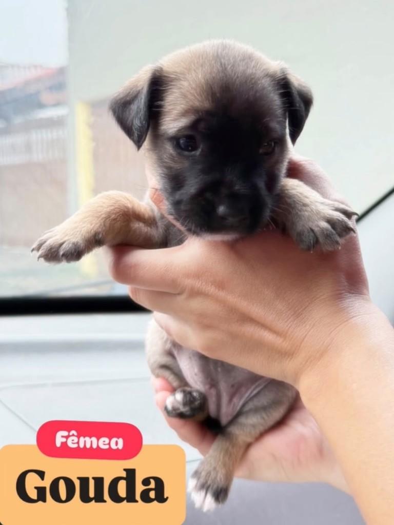 Fiapo de Manga, cachorro de porte pequeno para adoção em Santos - SP — foto 3 de 3
