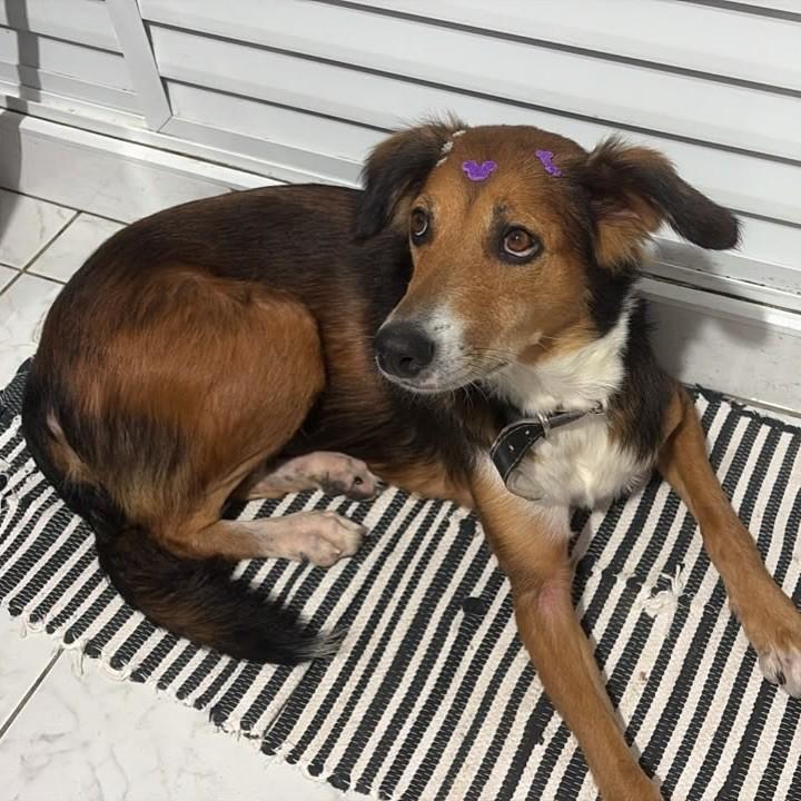 Blue, cadela de porte médio para adoção em Santos - SP