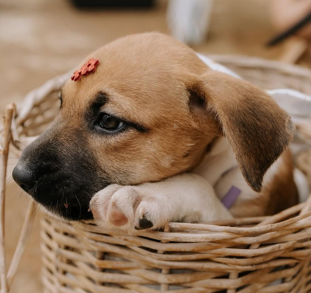 Caramelo, cachorro de porte pequeno para adoção em Santos - SP