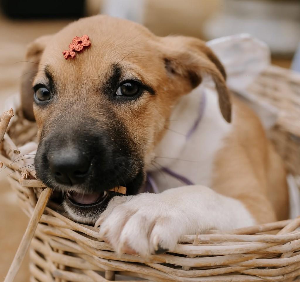 Caramelo, cachorro de porte pequeno para adoção em Santos - SP — foto 2 de 5