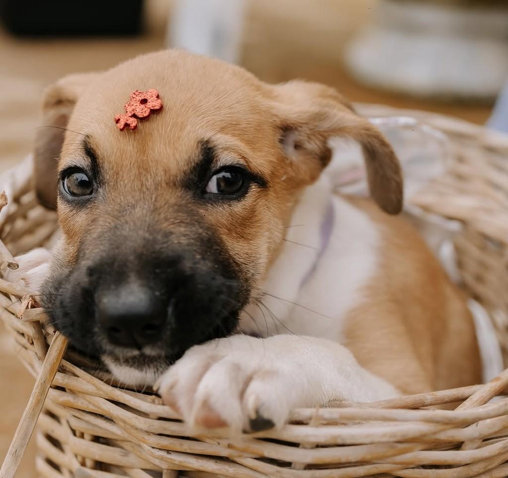 Caramelo, cachorro de porte pequeno para adoção em Santos - SP — foto 3 de 5