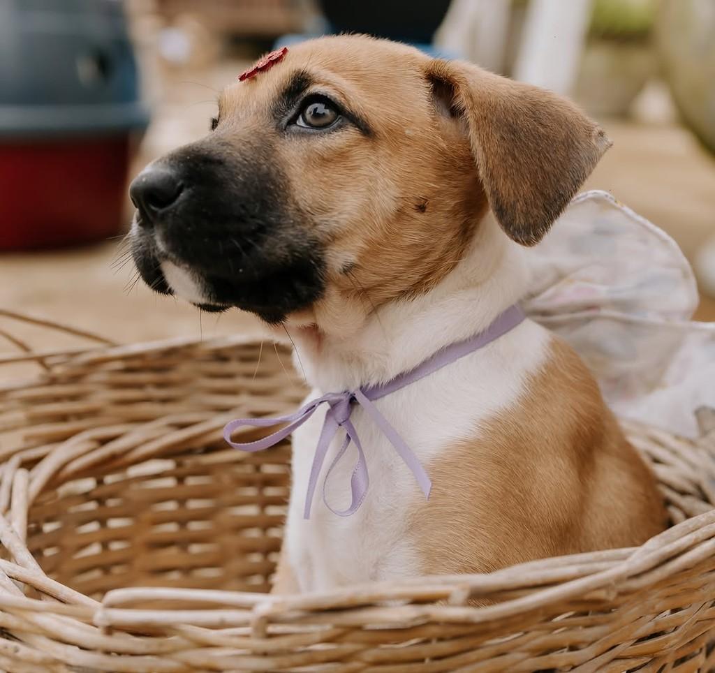 Caramelo, cachorro de porte pequeno para adoção em Santos - SP — foto 4 de 5