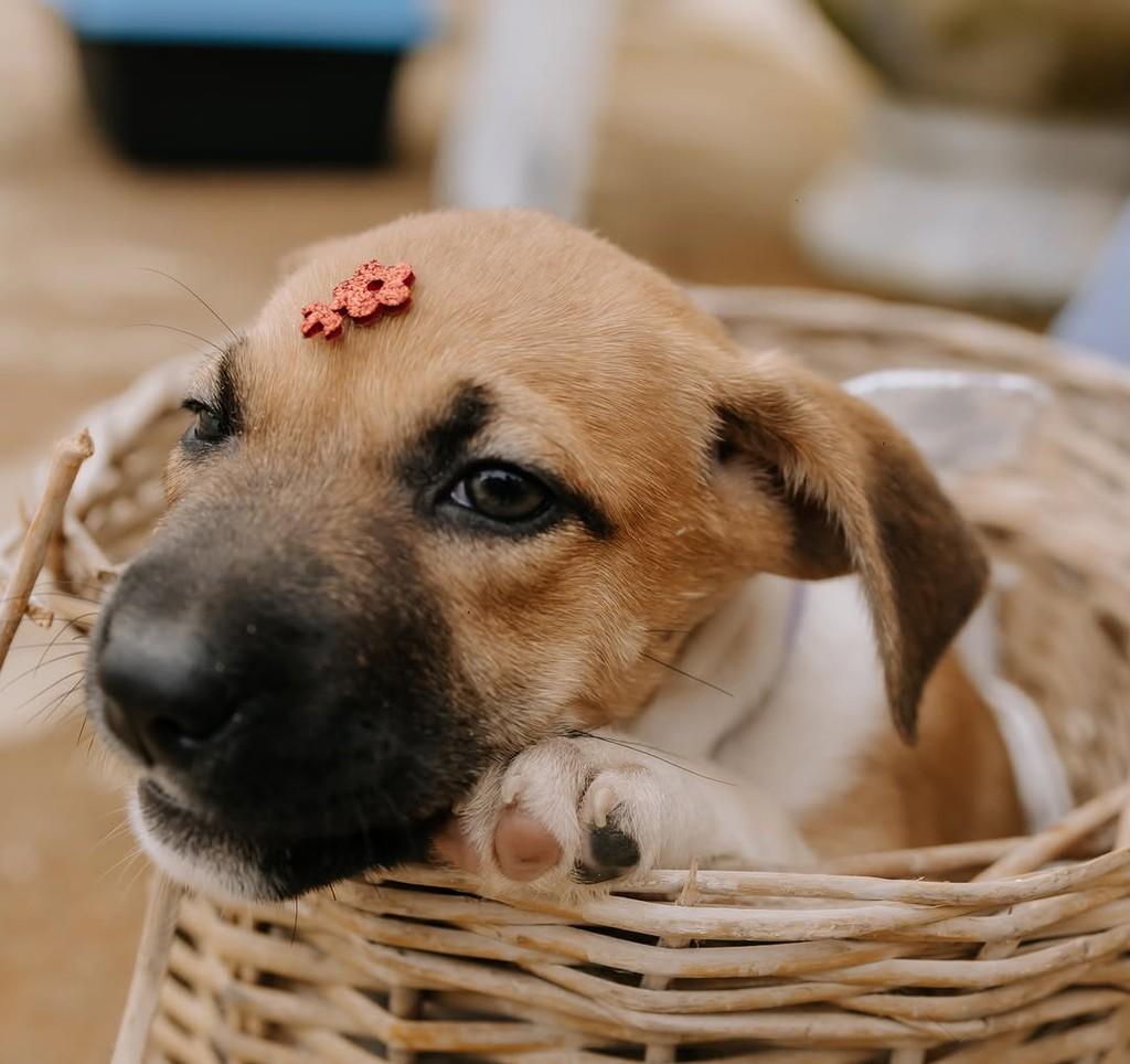 Caramelo, cachorro de porte pequeno para adoção em Santos - SP — foto 5 de 5
