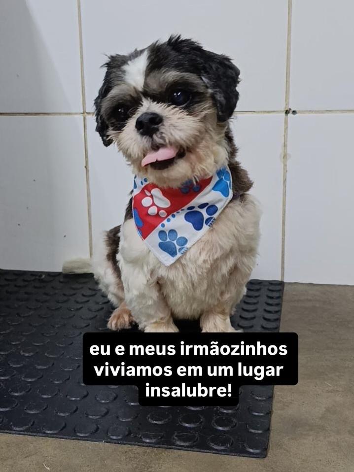 Darwin, cachorro de porte pequeno para adoção em Santos - SP