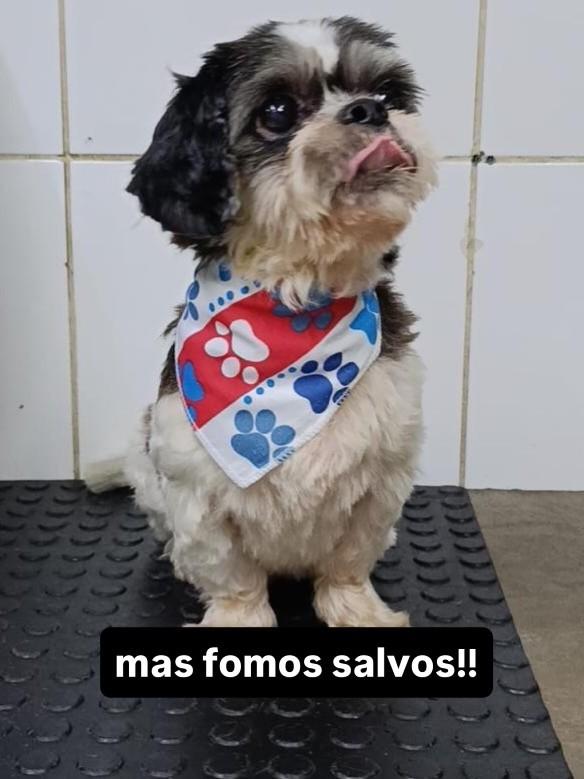 Darwin, cachorro de porte pequeno para adoção em Santos - SP — foto 2 de 3