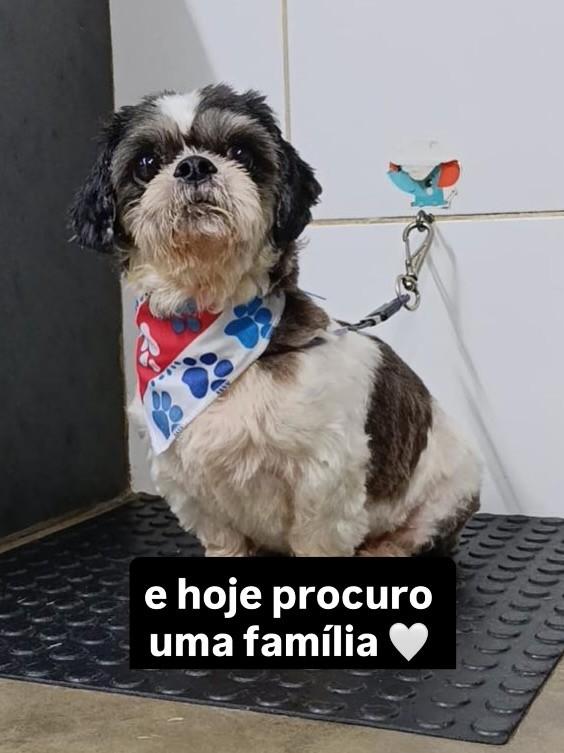 Darwin, cachorro de porte pequeno para adoção em Santos - SP — foto 3 de 3