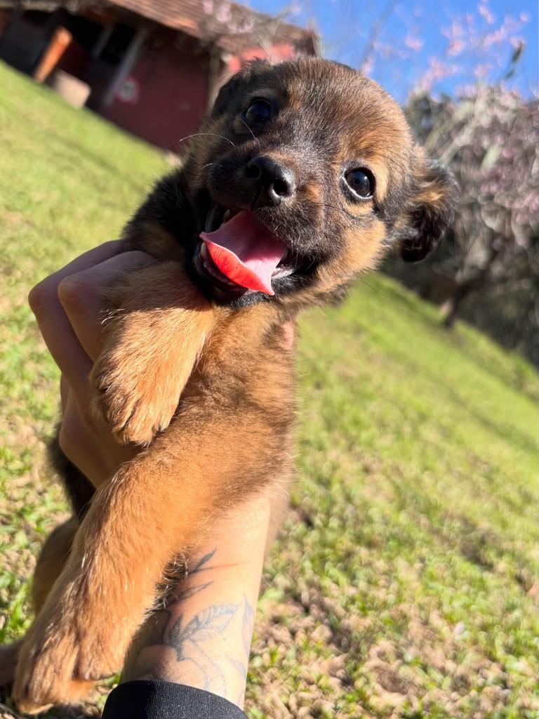 Bebezinha, cachorro de porte pequeno para adoção em Farroupilha - RS