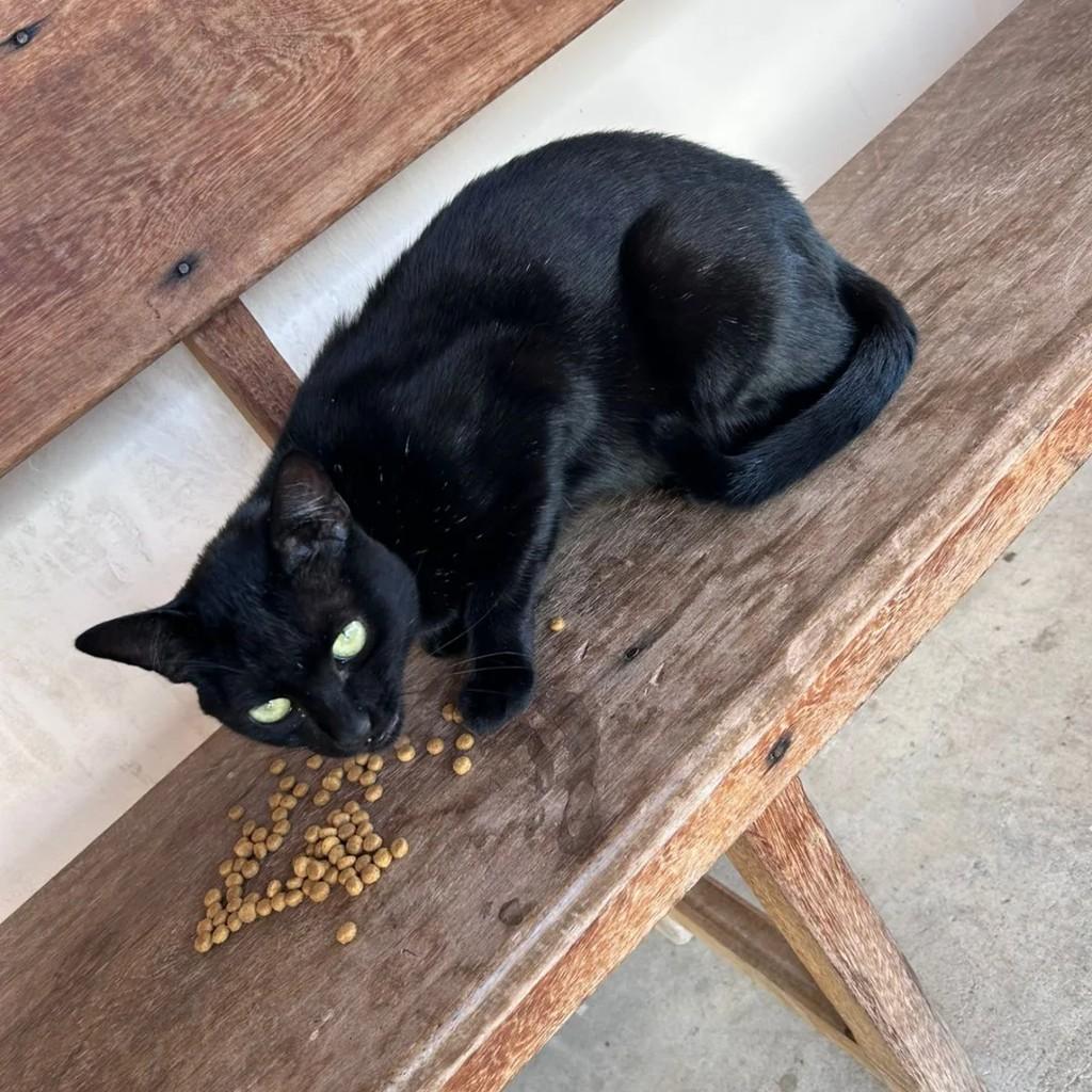 Este menino lindo, gato de porte pequeno para adoção em Andradas - MG