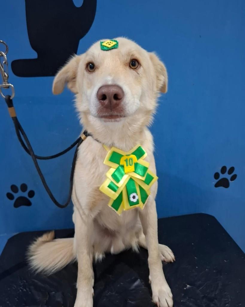 Francisco, cachorro de porte pequeno para adoção em Andradas - MG