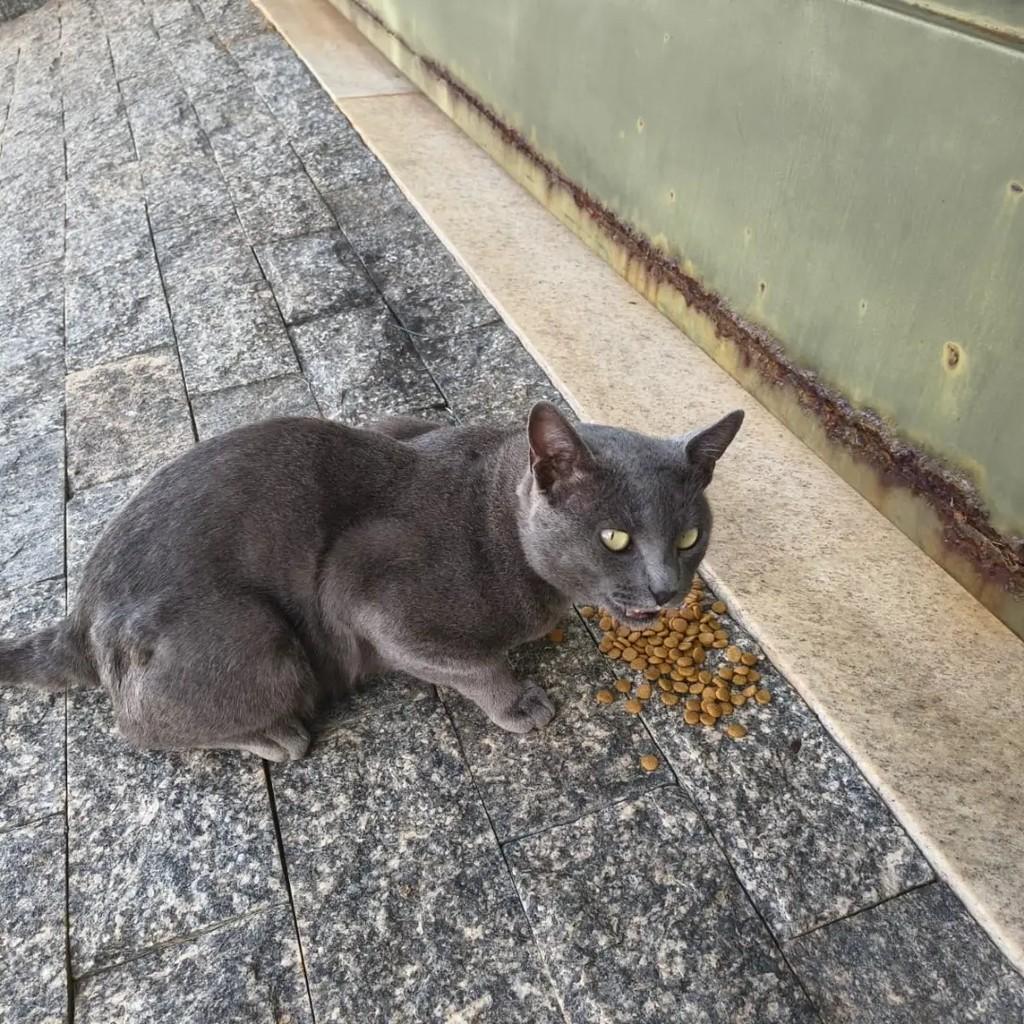 Meninão, gato de porte médio para adoção em Andradas - MG