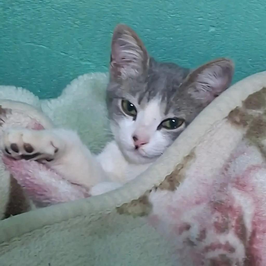 Esta, gata de porte pequeno para adoção em Andradas - MG