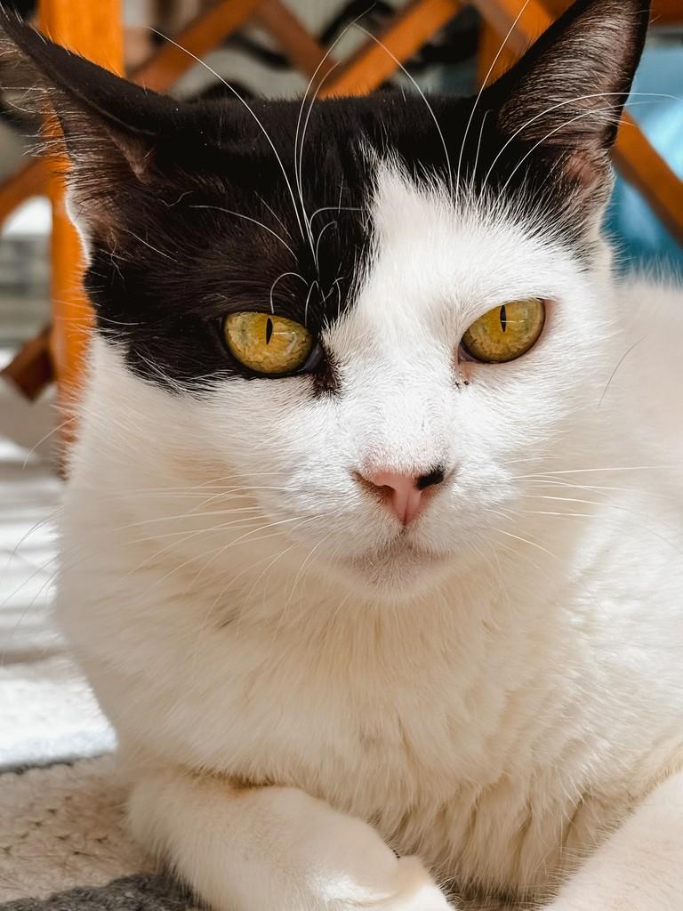 Julius, gato de porte médio para adoção em Salvador - BA