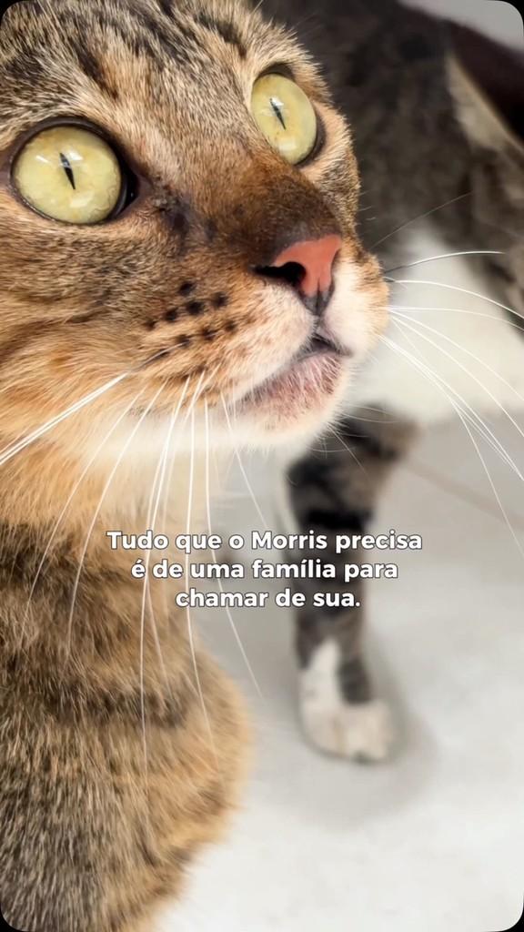 Morris, gato de porte grande para adoção em Salvador - BA