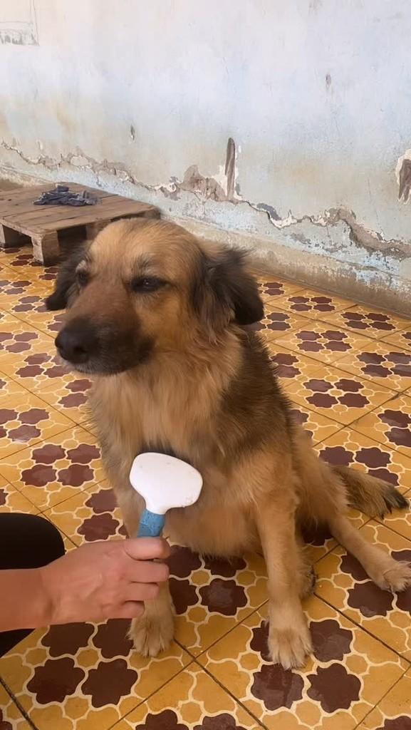 Peteca, cachorro de porte médio para adoção em Mendes - RJ