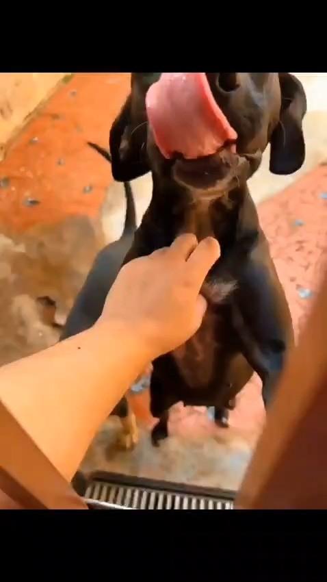 Zé Bob, cachorro de porte médio para adoção em São Carlos - SP