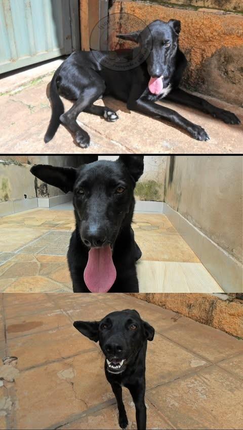 Kafé, cachorro de porte grande para adoção em São Carlos - SP