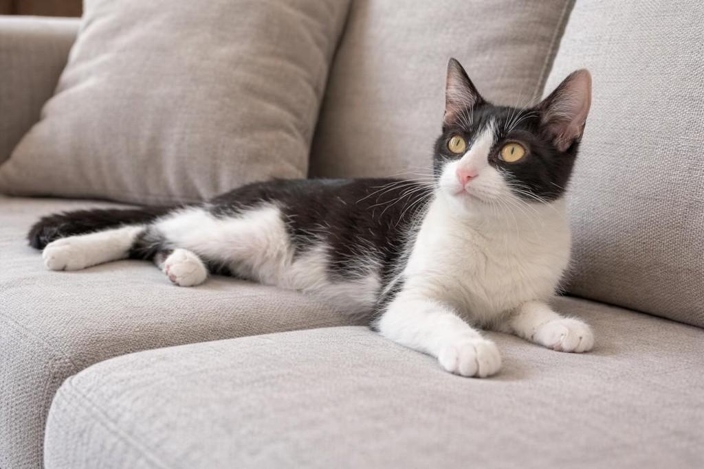 Luna, gata de porte pequeno para adoção em Pelotas - RS