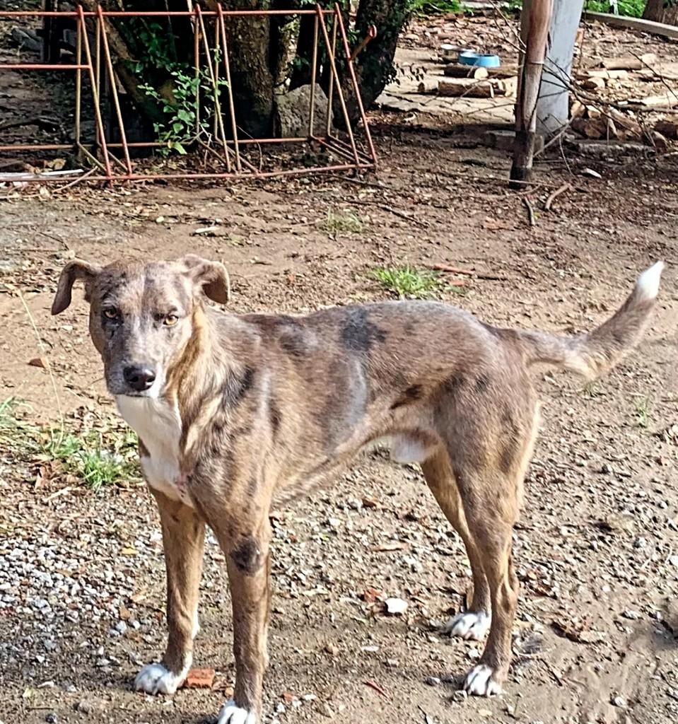 Mesclado, cachorro de porte médio para adoção em Pelotas - RS