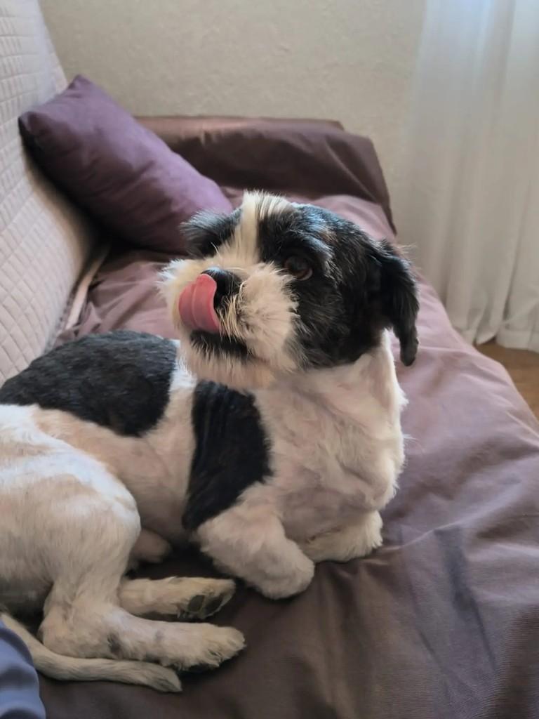 Babu, cachorro de porte pequeno para adoção em Pelotas - RS