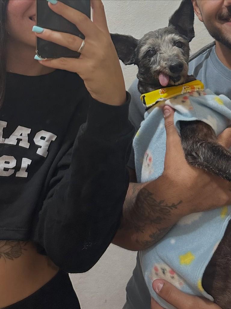 Perrito, cachorro de porte pequeno para adoção em Pelotas - RS