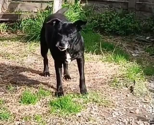 Kira, cachorro de porte médio para adoção em Pelotas - RS