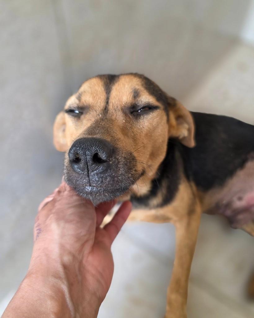 Bentinho, cachorro de porte pequeno para adoção em Vianópolis - GO