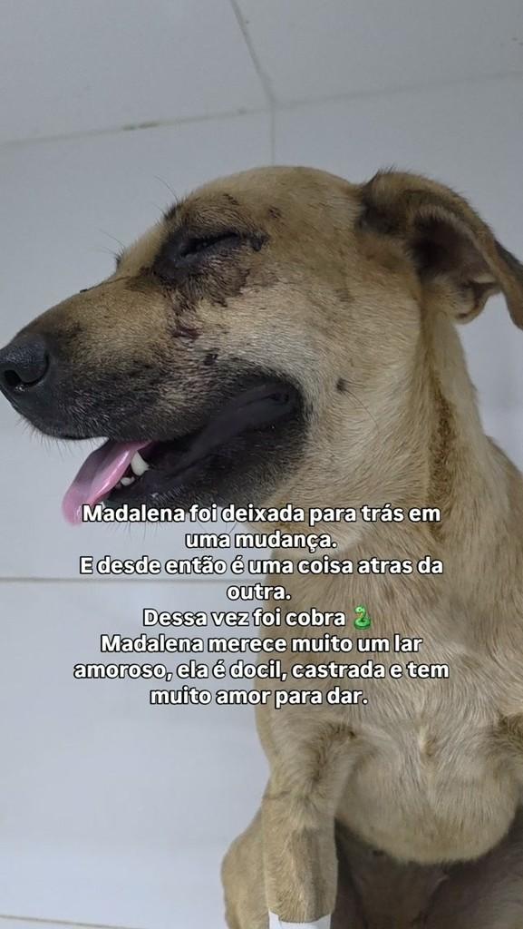 Madalena, cachorro de porte médio para adoção em Vianópolis - GO