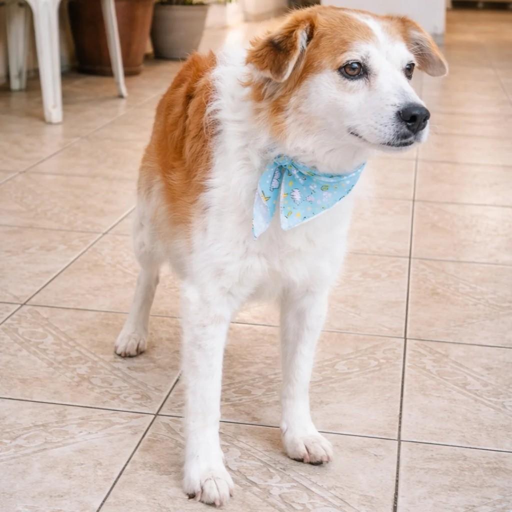 Tobias, cachorro de porte médio para adoção em Blumenau - SC