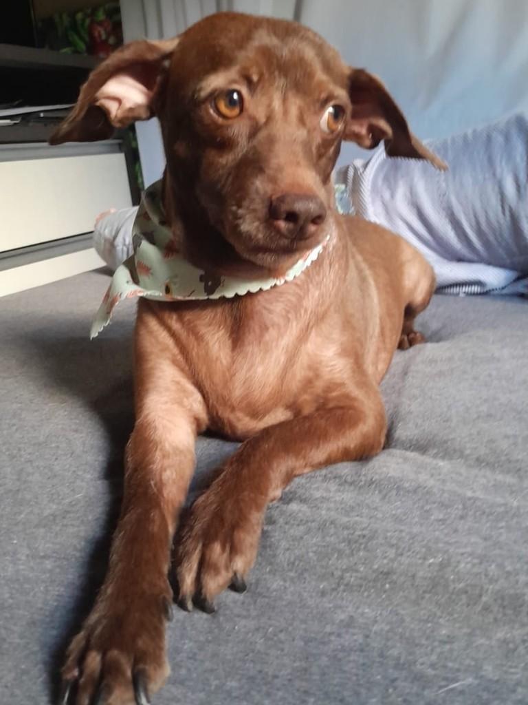 Nino, cachorro de porte pequeno para adoção em Blumenau - SC