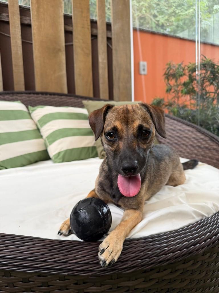 Layka, cadela de porte médio para adoção em Blumenau - SC