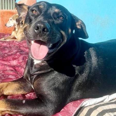 Grandão, cachorro de porte grande para adoção em Blumenau - SC